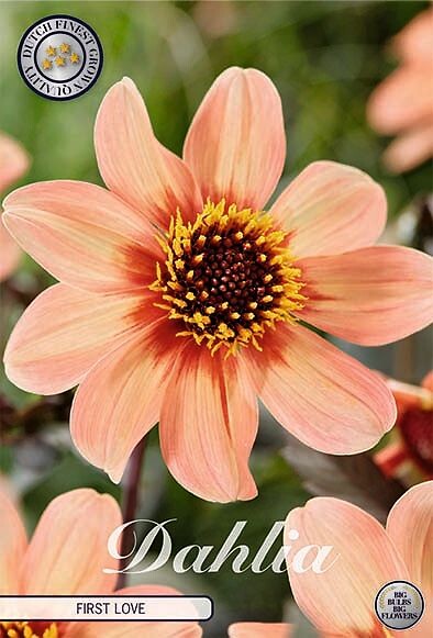 Dahlia Hs First Love