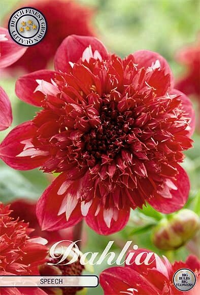 Dahlia Speech