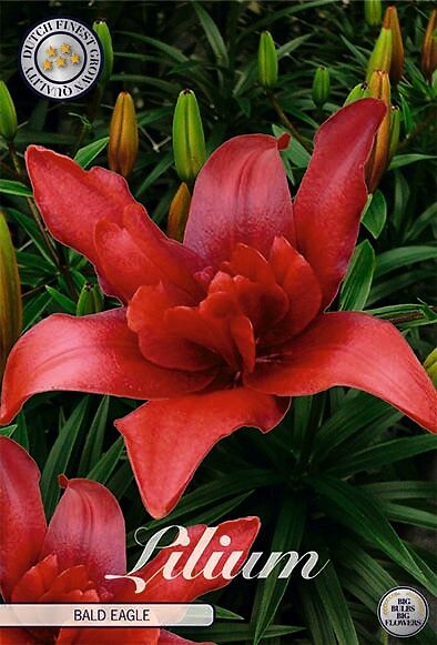 Lilium Bald Eagle