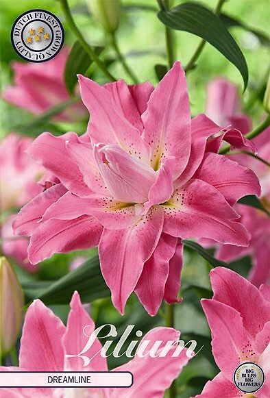 Lilium Dreamline