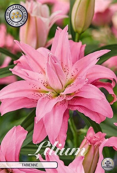 Lilium Fabienne