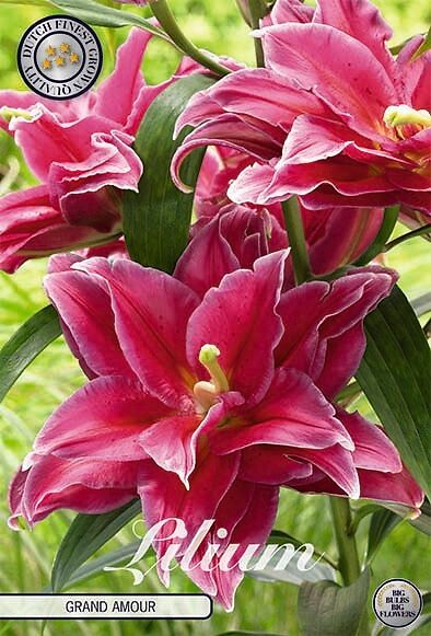 Lilium Grand Amour