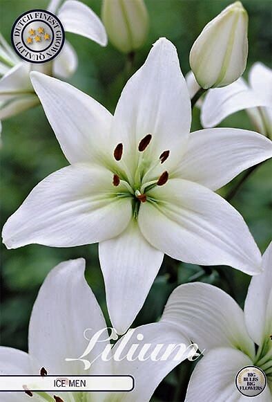 Lilium Ice Men