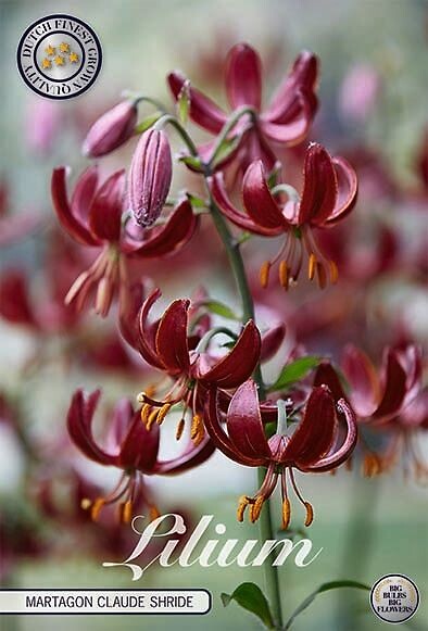 Lilium Martagon Claude Shride