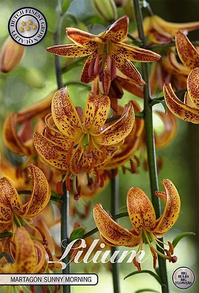 Lilium Martagon Sunny Morning