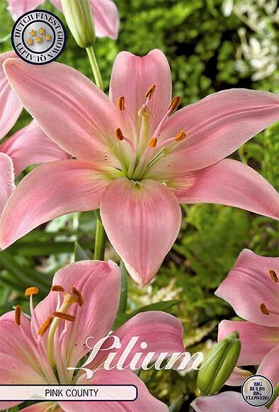 Lilium Pink County