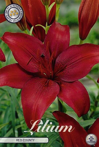 Lilium Red County