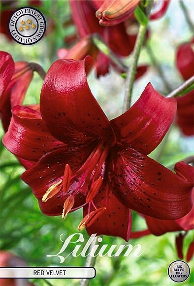 Lilium Red Velvet