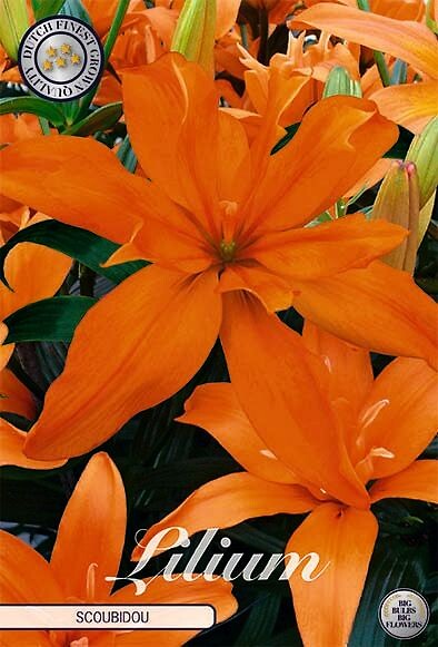 Lilium Scoubidou
