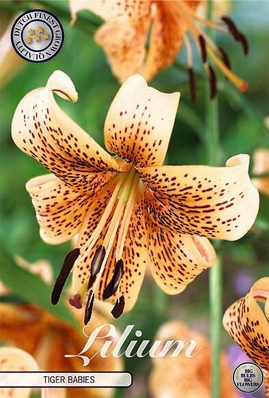 Lilium Tiger Babies