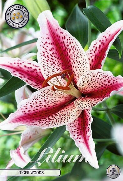 Lilium Tigerwoods