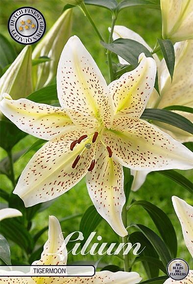 Lilium Tigermoon