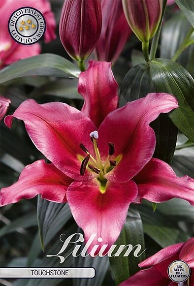 Lilium Touchstone