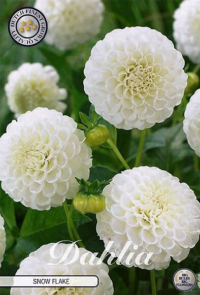 Dahlia Snow Flake