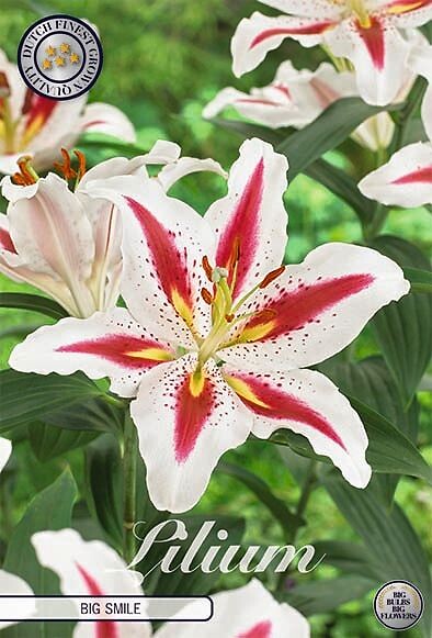 Lilium Big Smile