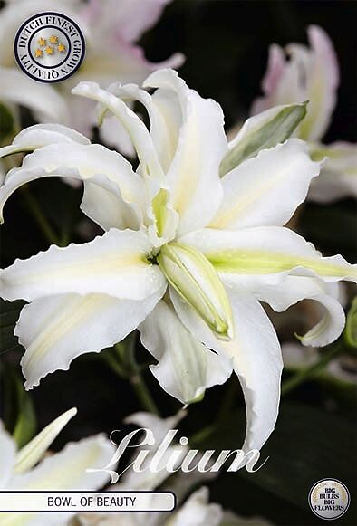 Lilium Bowl of Beauty
