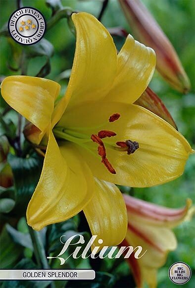 Lilium Golden Splendor