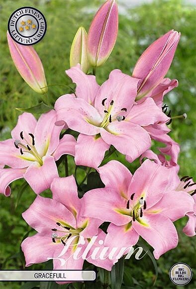 Lilium Gracefull