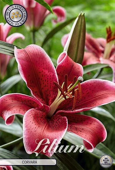 Lilium Corvara