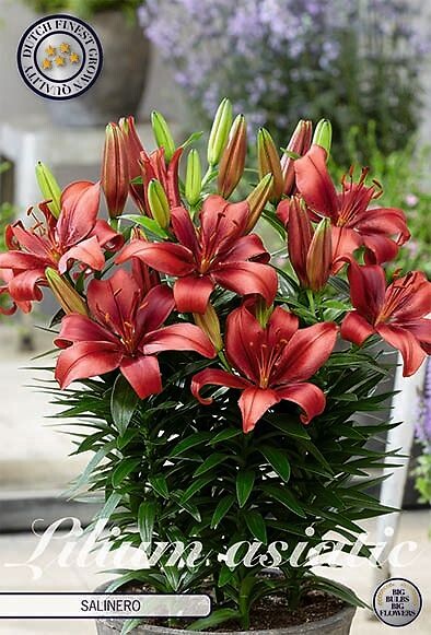 Lilium Salinero