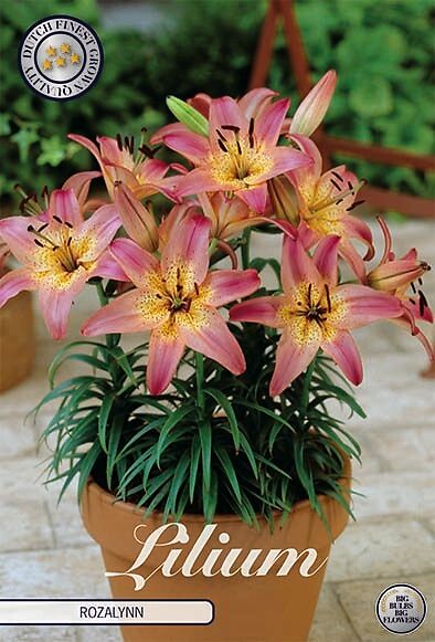 Lilium Rozalynn
