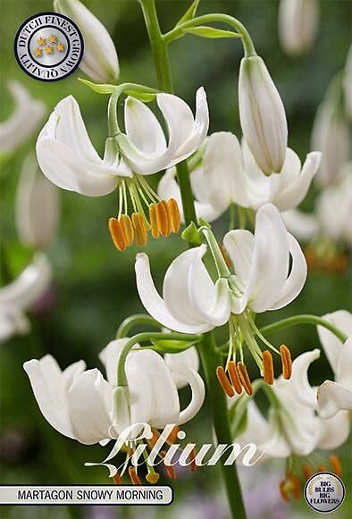 Lilium Martagon Snowy Morning