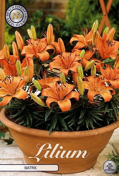 Lilium Matrix