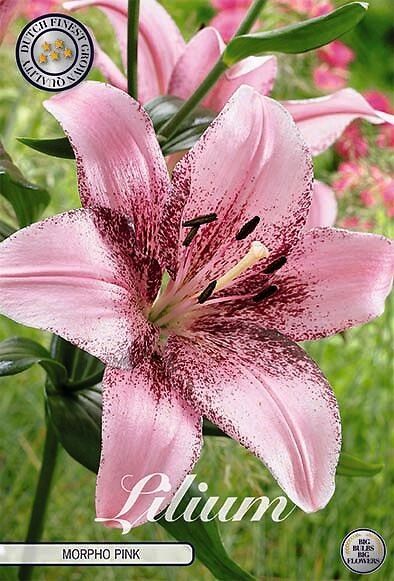 Lilium Morpho Pink