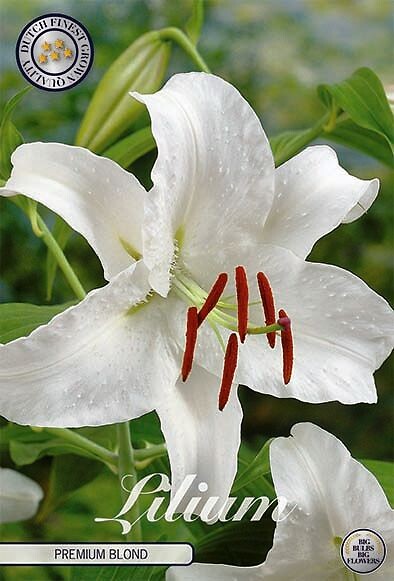 Lilium Premium Blond
