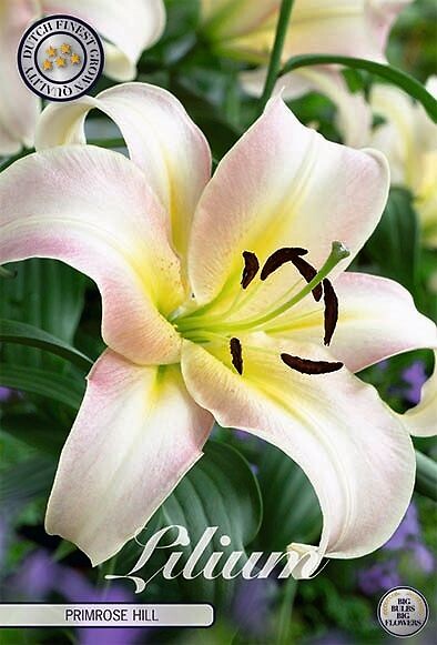 Lilium Primrose Hill