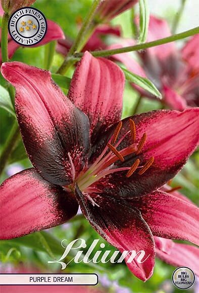 Lilium Purple Dream