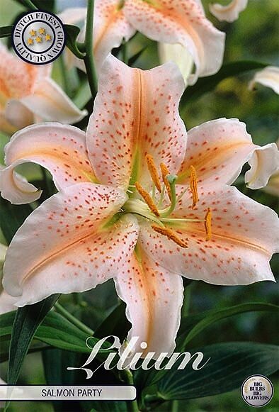 Lilium Salmon Party