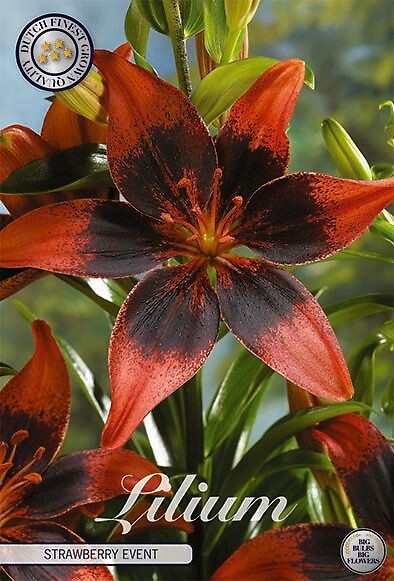 Lilium Strawberry Event
