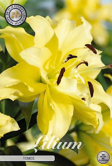 Lilium Tomos