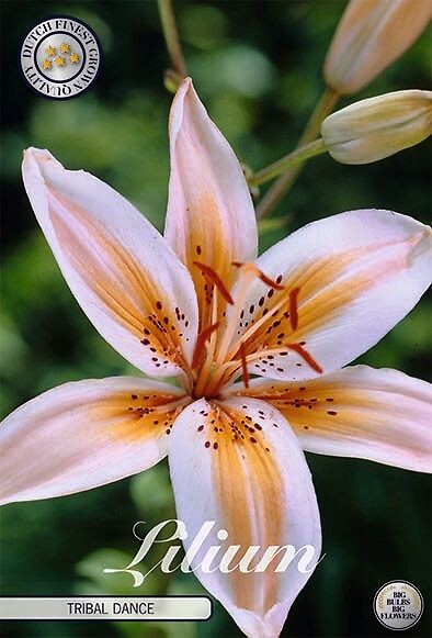 Lilium Tribal Dance