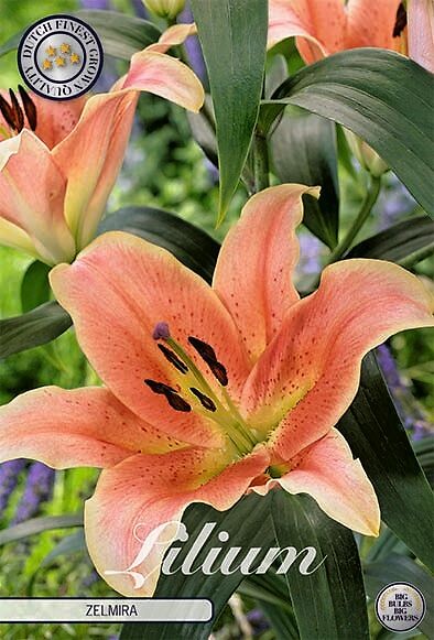 Lilium Zelmira