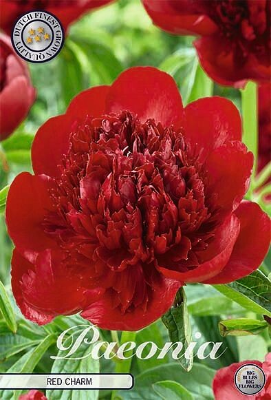 Paeonia Red Charm