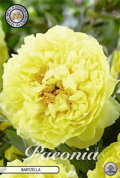 Paeonia Bartzella