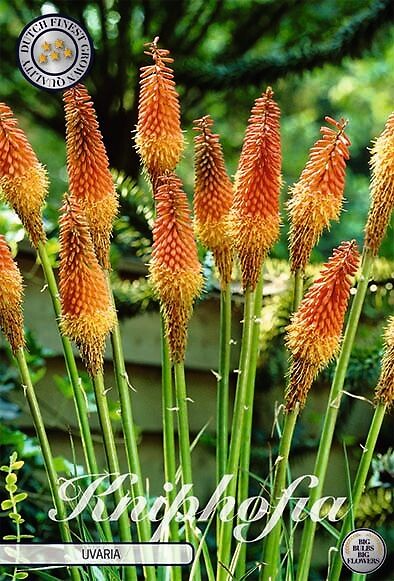 Kniphofia Uvaria
