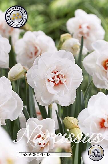 Narcissus Replete
