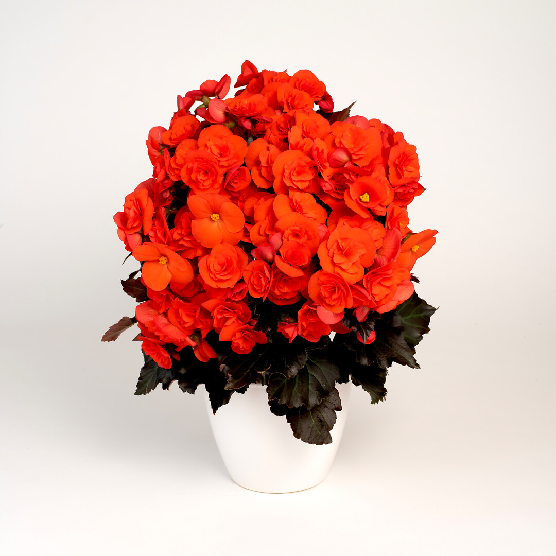 Begonia elatior hybrid Mocca Orange®
