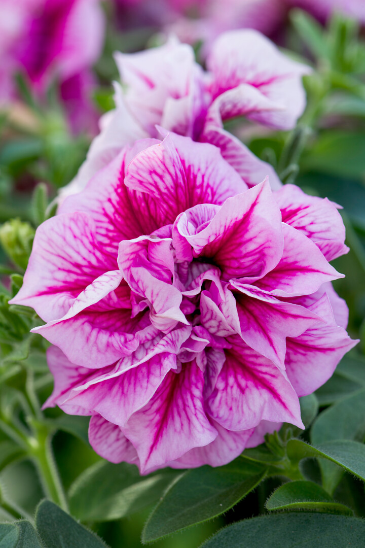 Petunia hybrid Tumbelina® Helena