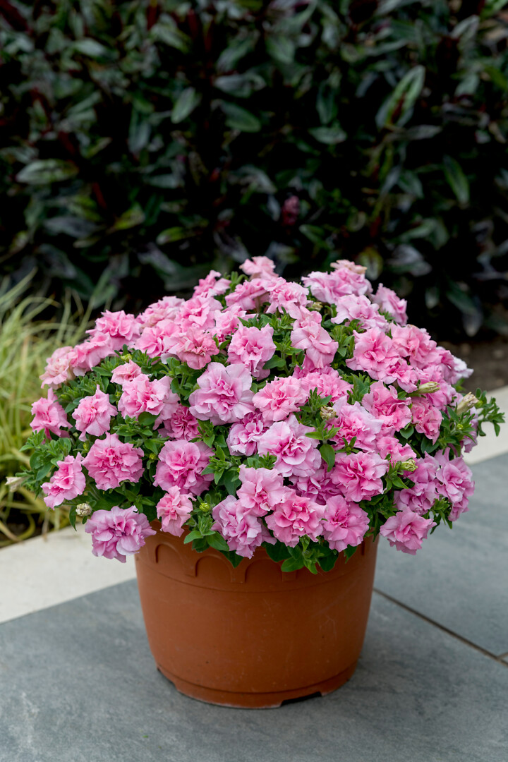 Petunia hybrid Tumbelina® Compact Victoria Pro