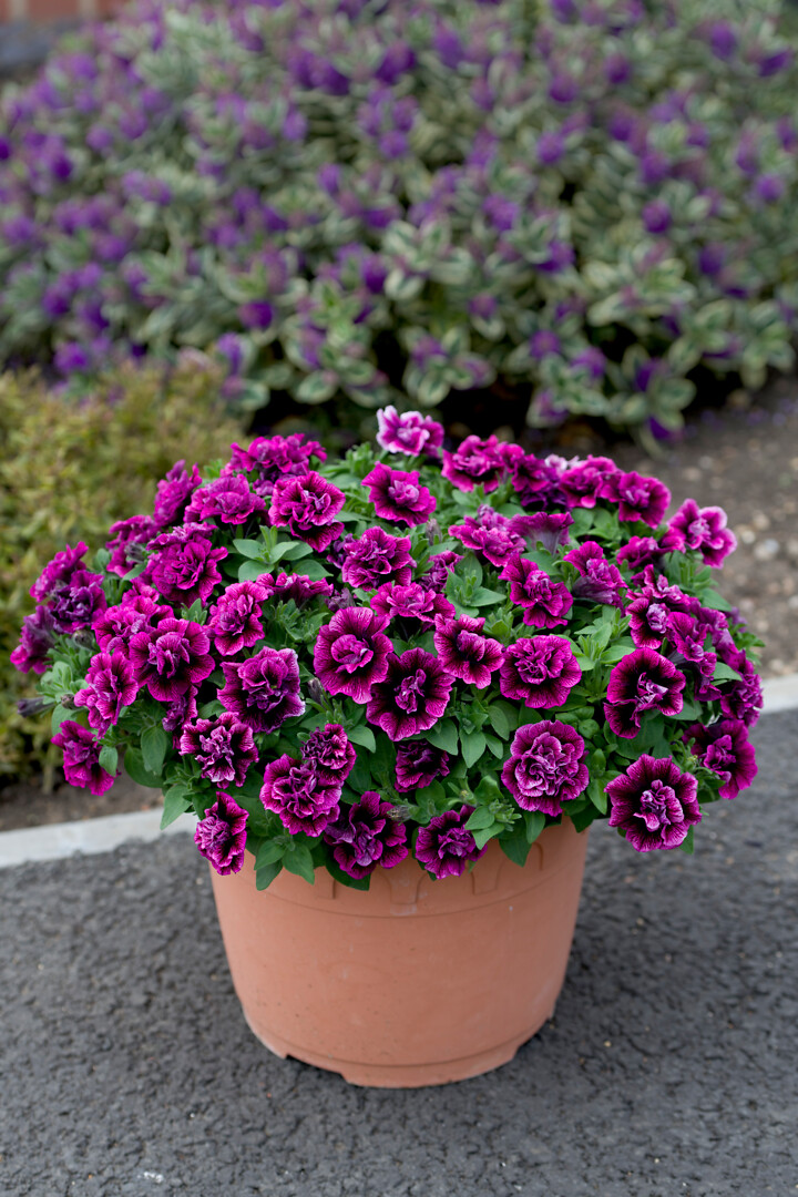 Petunia hybrid Tumbelina® Compact Julianna