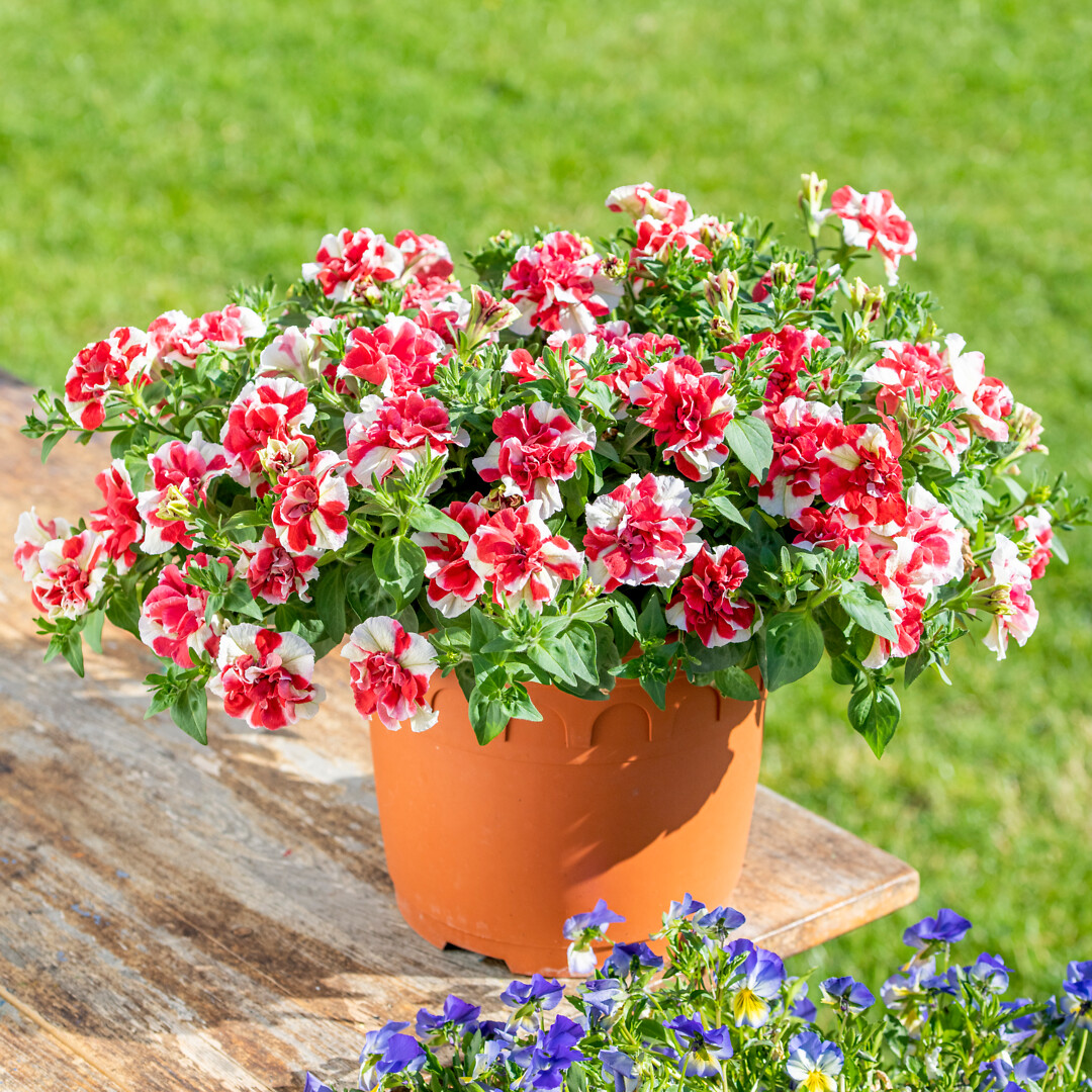 Petunia hybrid Tumbelina® Compact Scarlet Ripple
