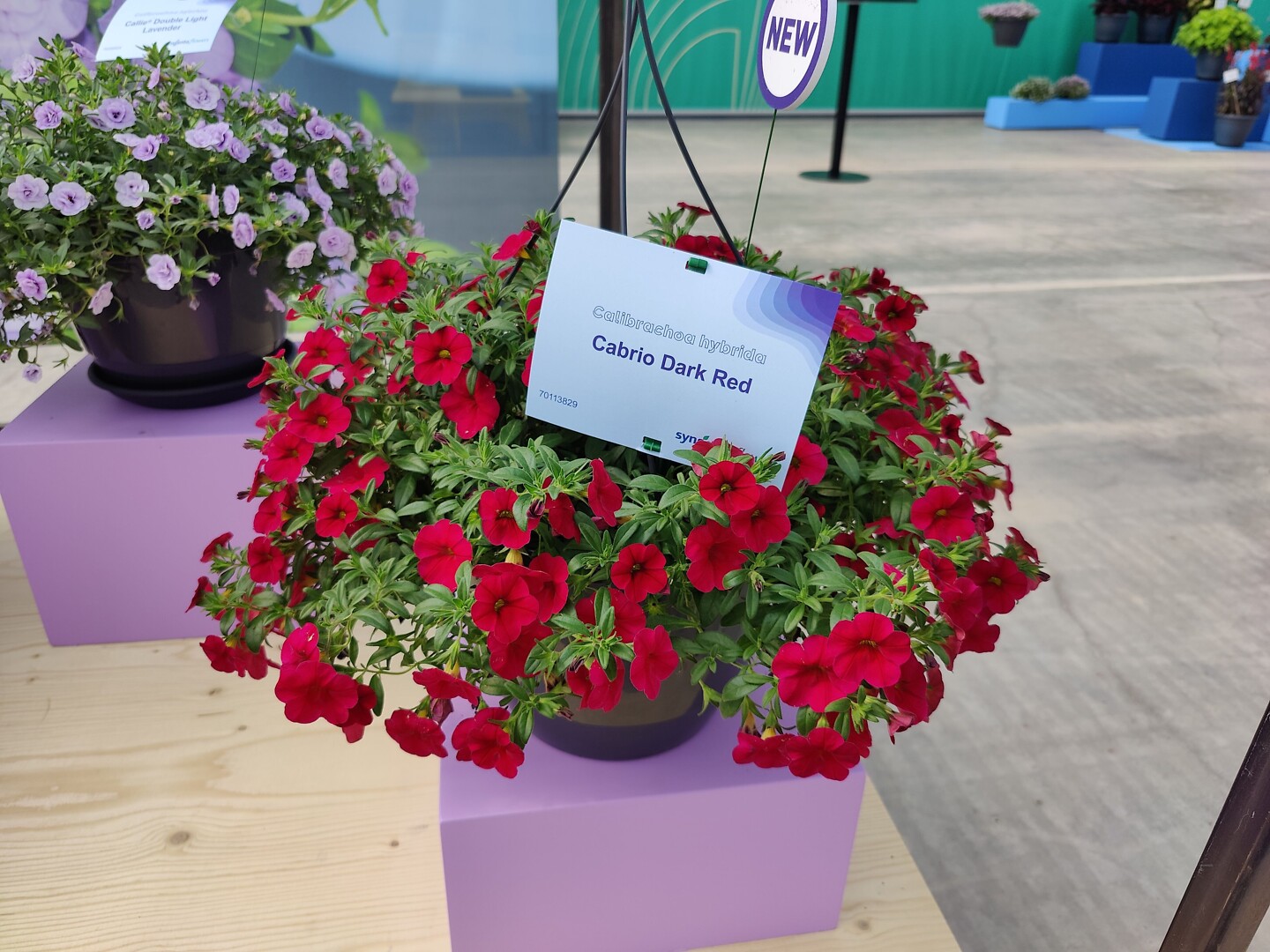 Calibrachoa Cabrio Dark Red