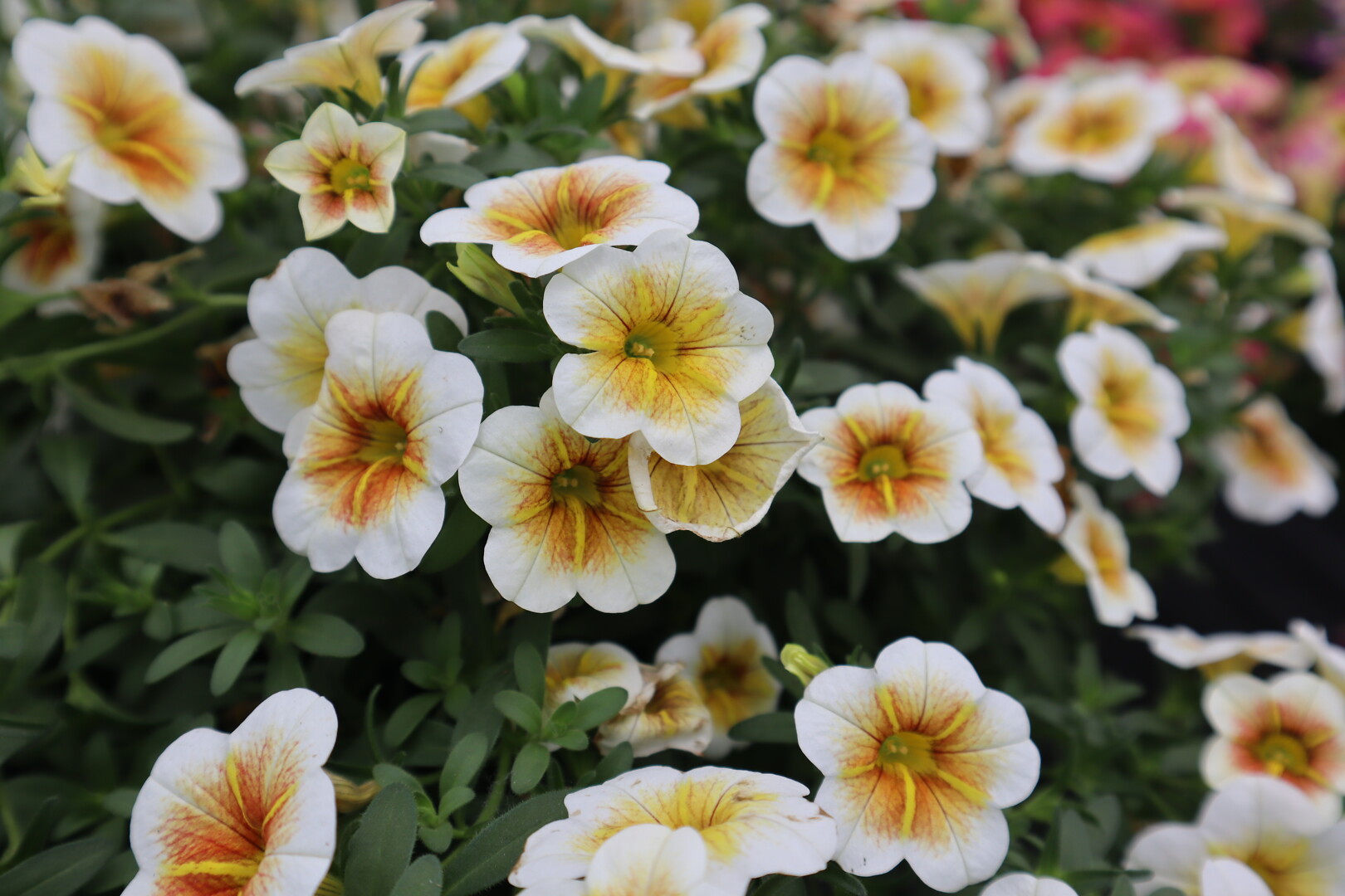 Calibrachoa Calitastic® Cappuccino