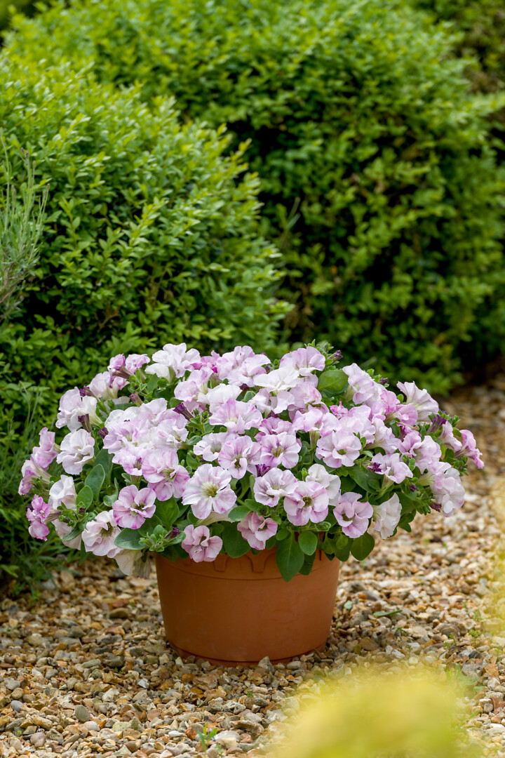Petunia hybrid Designer Bridal Blush