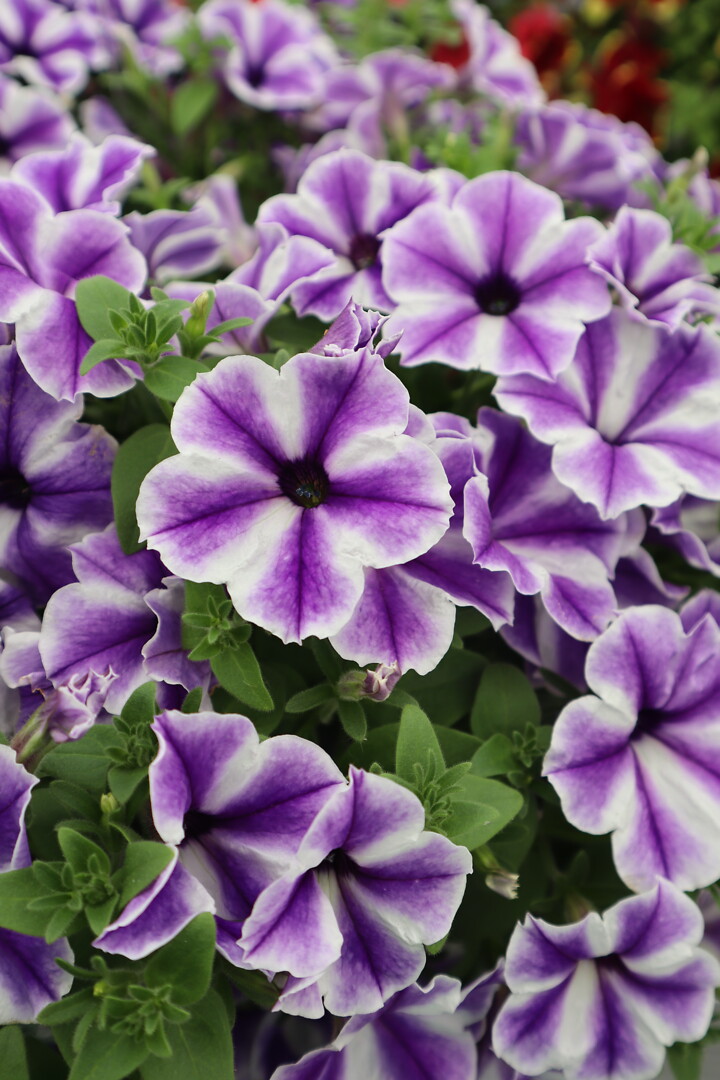 Petunia hybrid Surfinia® Lagoon Blue Star