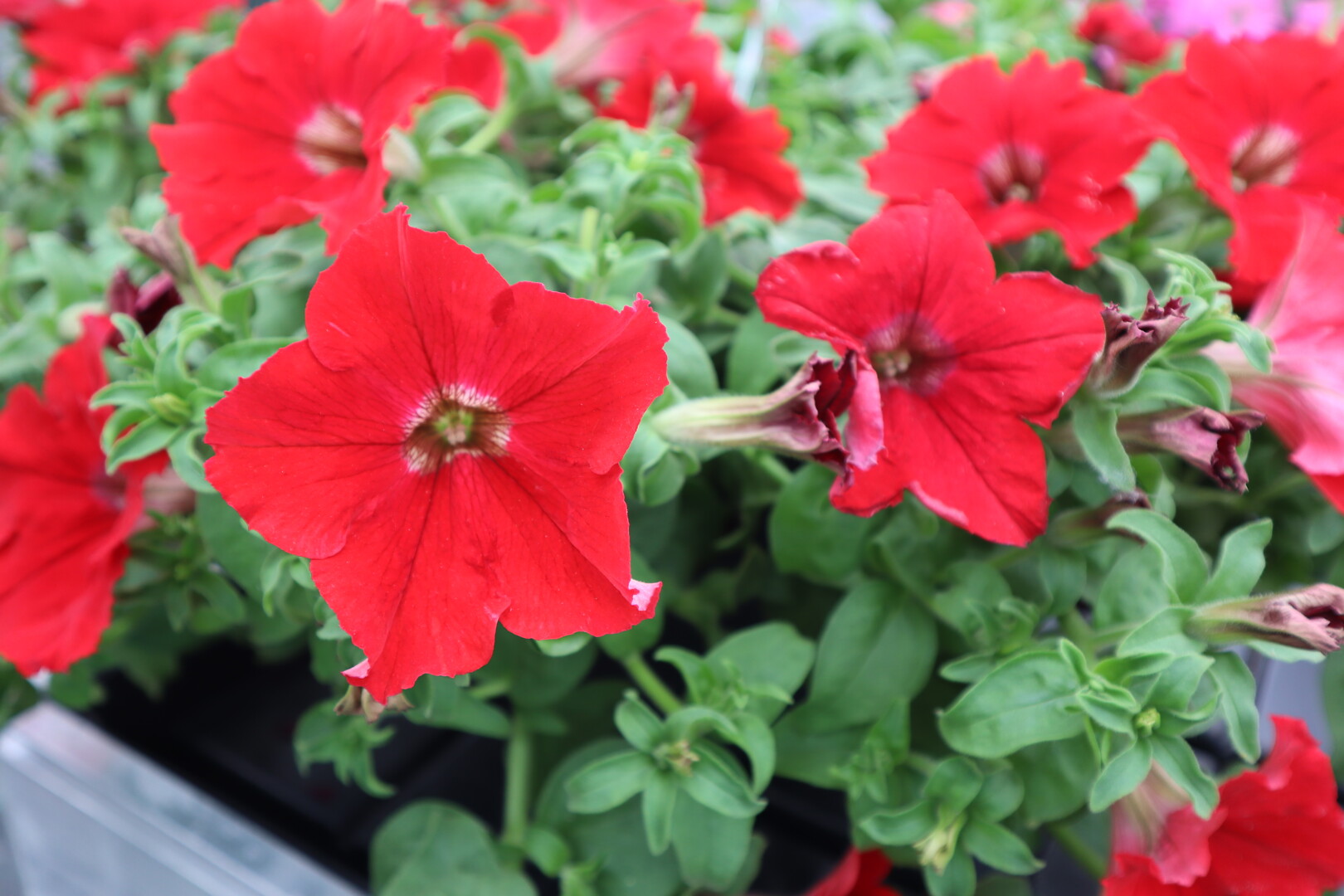 Petunia hybrid Surfinia® Trailing Big Red